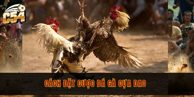 Đá gà cựa dao C54 - Hòa mình vào trận đấu kịch tính 2 Cách đặt cược đá gà cựa dao