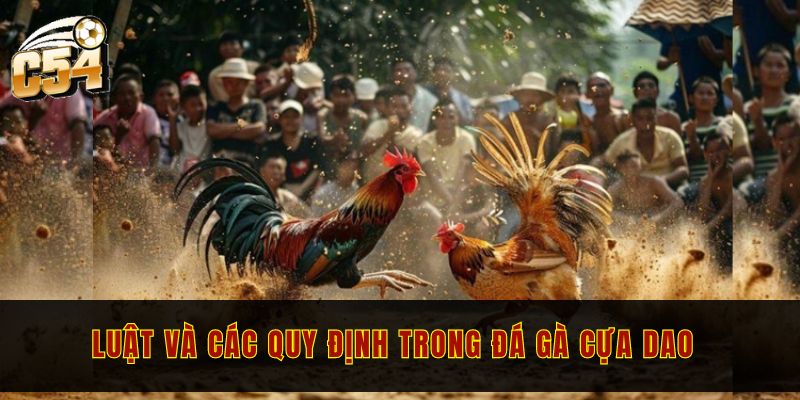 Đá gà cựa dao C54 - Hòa mình vào trận đấu kịch tính 3 Luật và các quy định trong đá gà cựa dao